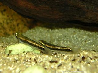 couple de Stiphodon atropurpureus