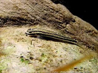 Una hembra de Stiphodon semoni