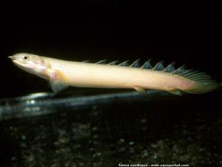 Morfeo xntico de Polypterus senegalus senegalus