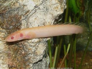 Morf albino de Polypterus senegalus