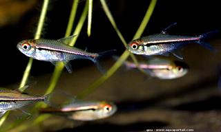 groupe d'Hyphessobrycon heterorhabdus en captivit
