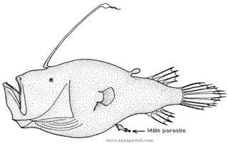 Baudroie mle minuscule  l'anus de la femelle gante