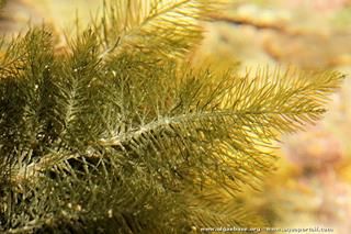 Bryopsis (especie Bryopsis plumosa)