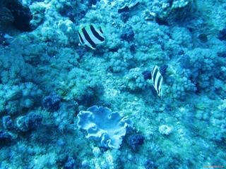 Couple d'Amphichaetodon howensis  Lord Howe