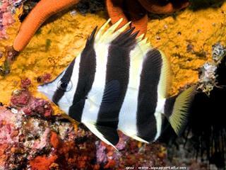 Amphichaetodon howensis juvenil