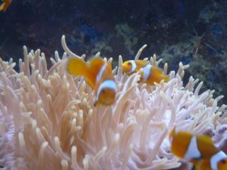 Plusieurs jeunes Amphiprion ocellaris cohabitent dans Heteractis magnifica