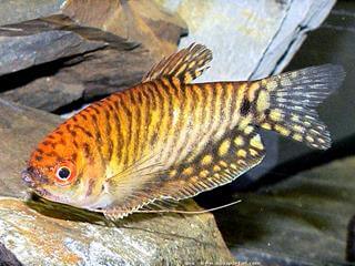 gourami dor, Trichopodus trichopterus gold