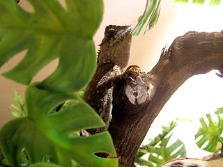 Acanthosaura crucigera (inflada)