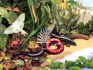 insectarium