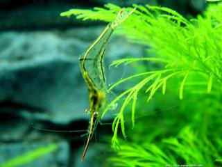 Position classique de Caridina gracilirostris
