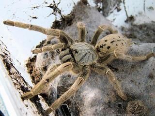 Les chlicres de la mygale Pterinichilus lugardi