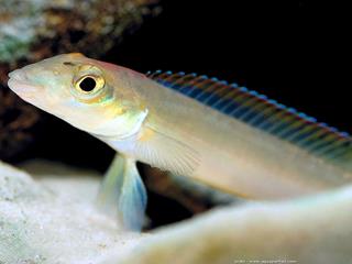 Un mle Teleocichla centrarchus