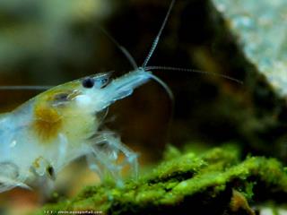 tte et rostre d'une White Pearl, Neocaridina zhangjiajiensis