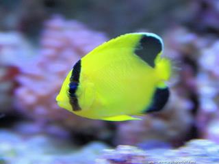 Jeune Apolemichthys armitagei en aquarium
