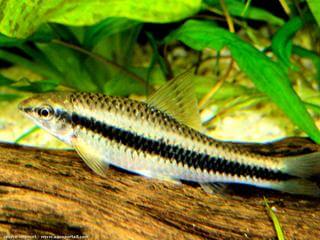 Crossocheilus oblongus tambin se llama Crossocheilus siamensis o Epalzeorhynchus siamensis 
