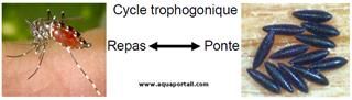 cycle trophogonique