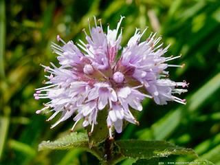 Lamiaceae (espce Mentha aquatica)