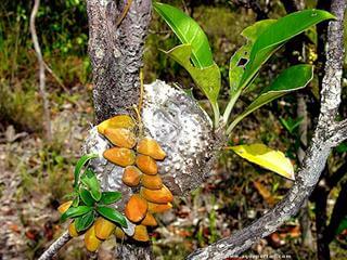 mot en M : myrmcophyte