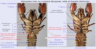 Les plopodes chez un crustac dcapode, diffrences entre mle et femelle