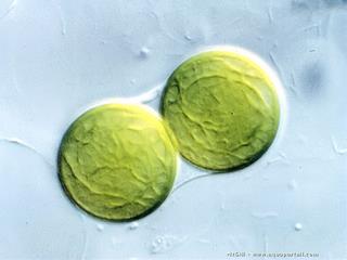 Deux cellules de prochloron vues au microscope