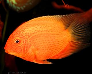 Variedad amarilla no albina, Heros efasciatus Gold