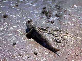 Pez Periophthalmus modestus fotografiado en Japn, Mar de Ariake en Kyushu