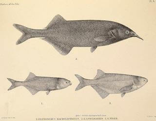 Placa original de Ganthonemus longibarbis