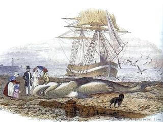 Gravure ancienne d'un grand requin blanc mditerranen