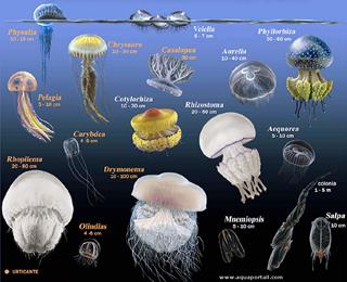 Espces de mduses de Mditerrane