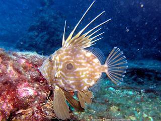 Un poisson saint-pierre, espce Zeus faber, dans l'eau