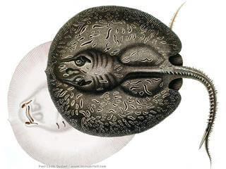 Dessin de la raie d'eau douce Potamotrygon hystrix