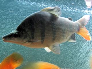 Le poisson Distichodus lusosso en aquarium