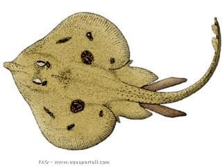 Leucoraja melitensis