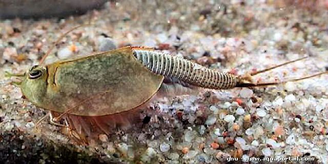 Plantes aquatiques Triops : Les 5 meilleures plantes - Triops Galaxy