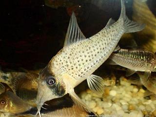Spcimen de Corydoras sychri en aquarium