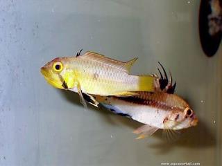 Couple d'Apistogramma barlowi avec femelle et mle