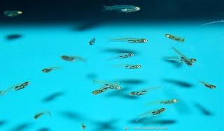 Groupe de Danionella translucida