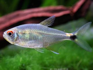 Un mle Hemigrammus ocellifer