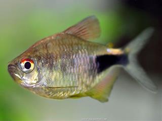 Poisson mle Hemigrammus pulcher, le joli ttra grenat