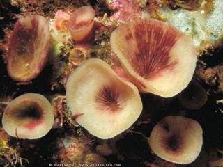Grupo de varias Leptoseris troglodyta