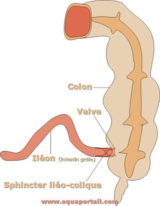 Le sphincter ilo-colique