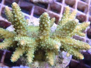 Bouture du corail Acropora mirabilis