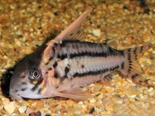 Corydoras CW028 cf. pulcher