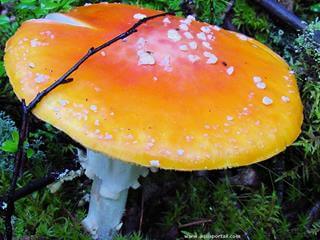 fungus