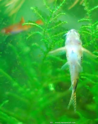 ventre d'un Corydoras pygmaeus