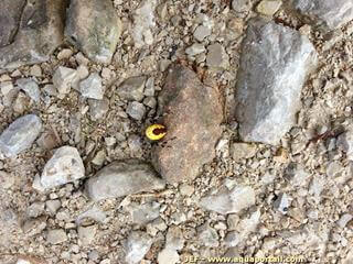 araignée jaune en Meuse, Lorraine