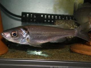 Pez Benthochromis melanoides con identificacin certificada