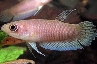 Peces Betta hipposideros jvenes