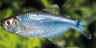 Boehlkea fredcochui, le ttra bleu de Cochu