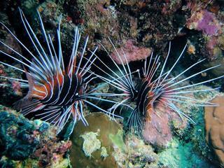 Pterois antennata est le poisson-scorpion  antennes